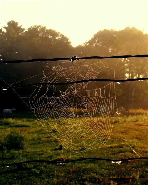 Spider Magic in Modern Witchcraft: Embracing the Power of the Web